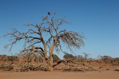 09-Typical tree at Deadvlei